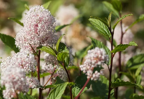 Ceanothus americanus. Common names include New Jersy tea, red root, mountain sweet and wild snowball.
